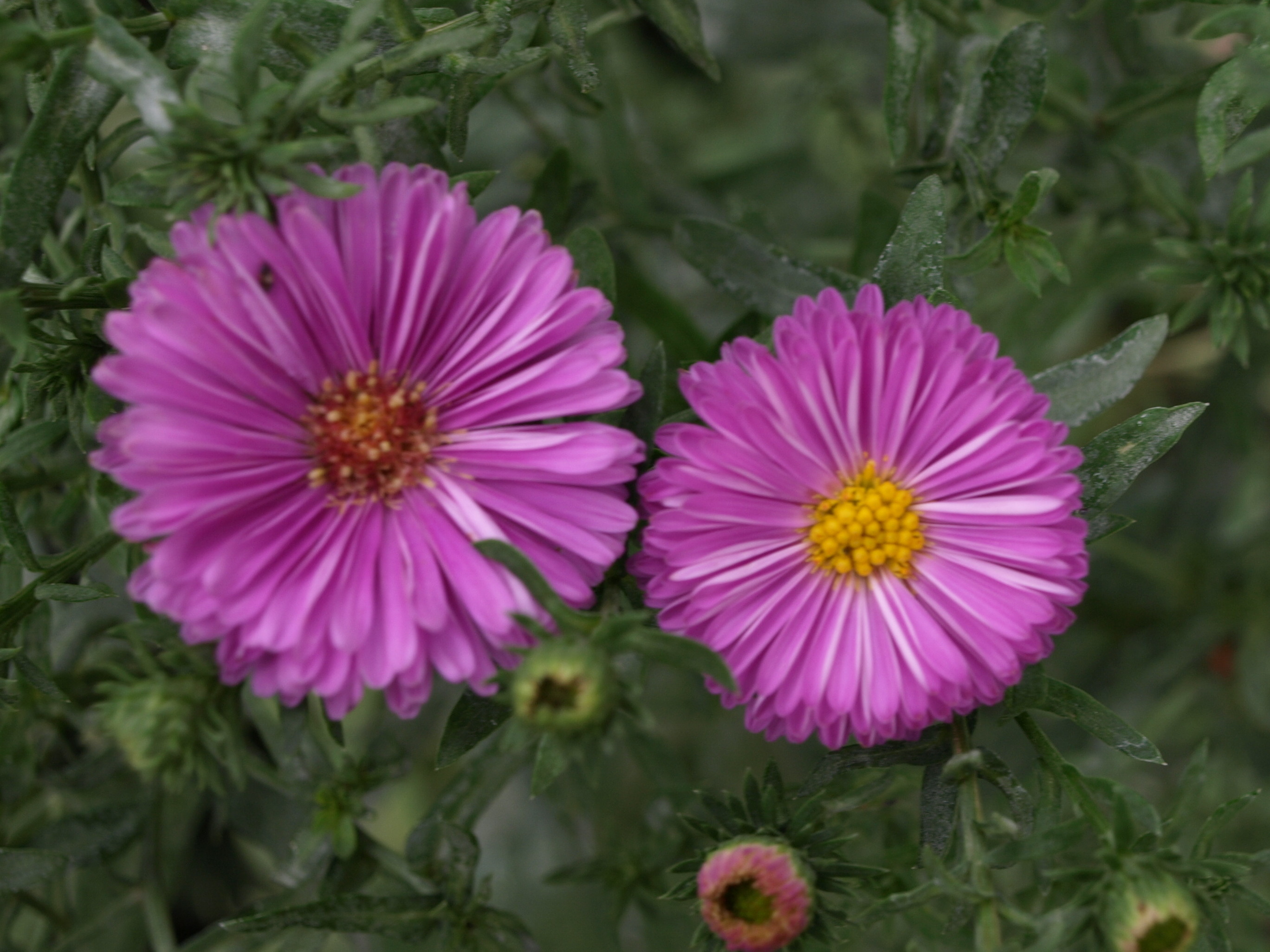 Passion Vivaces Aster Patricia Ballard plante godet rose foncé