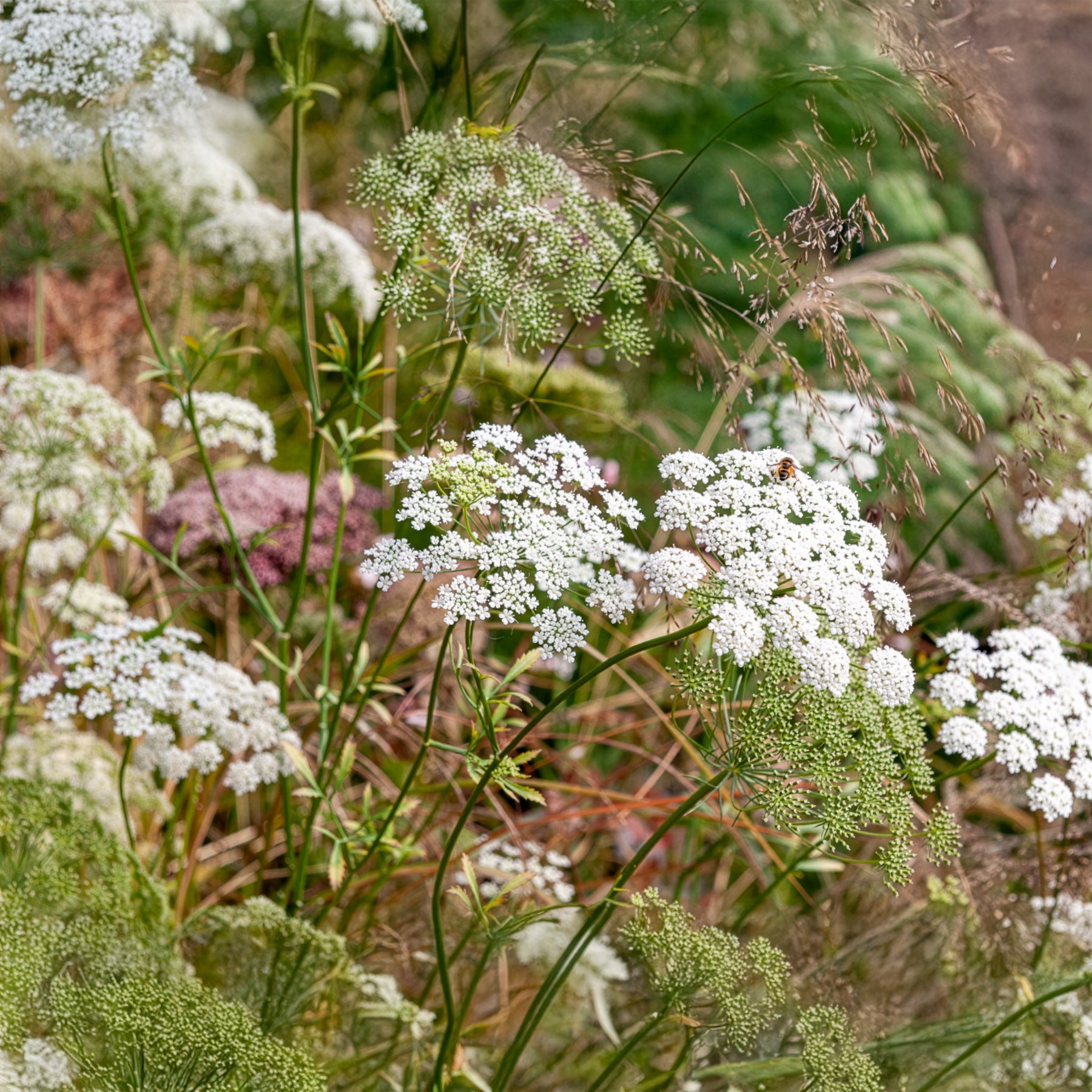 Bakker Ammi élevé graines fleurs blanches sachet 720 graines