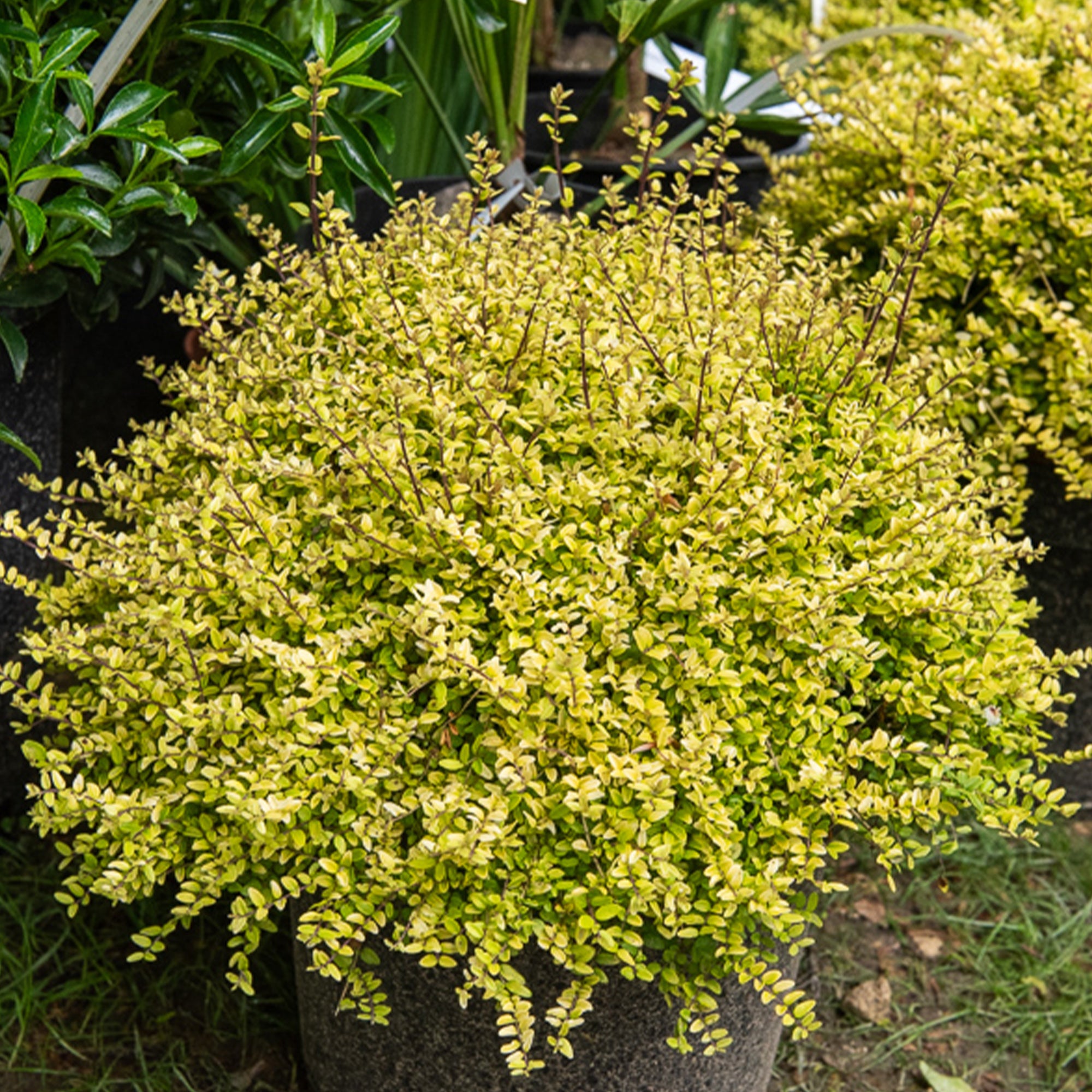 Bakker Baggesen's Gold chèvrefeuille doré godet Ø 9 cm