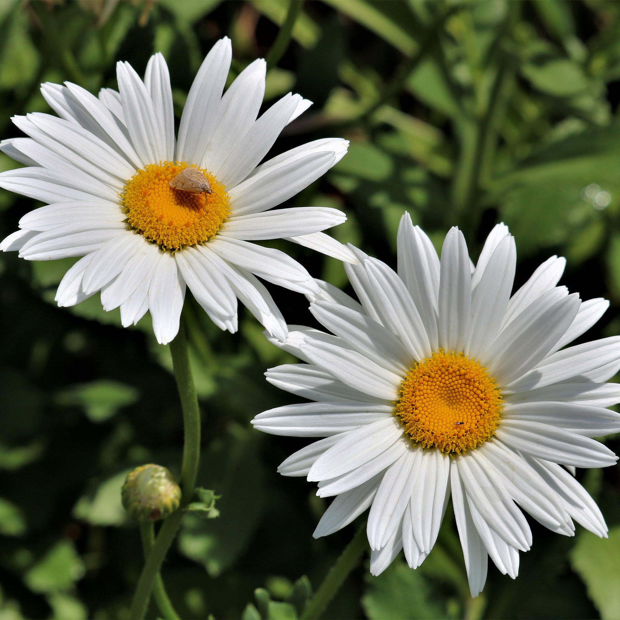 Bakker Marguerite d'été vivace blanche pot Ø9cm naine