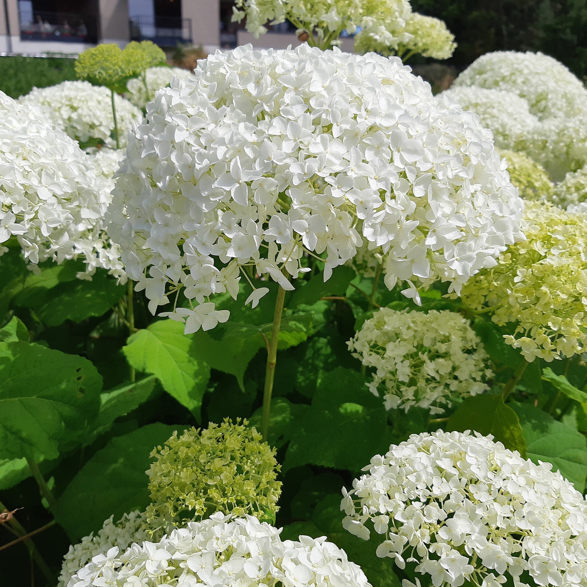 Bakker Strong Annabelle hortensia blanc pot 3L tiges rigides