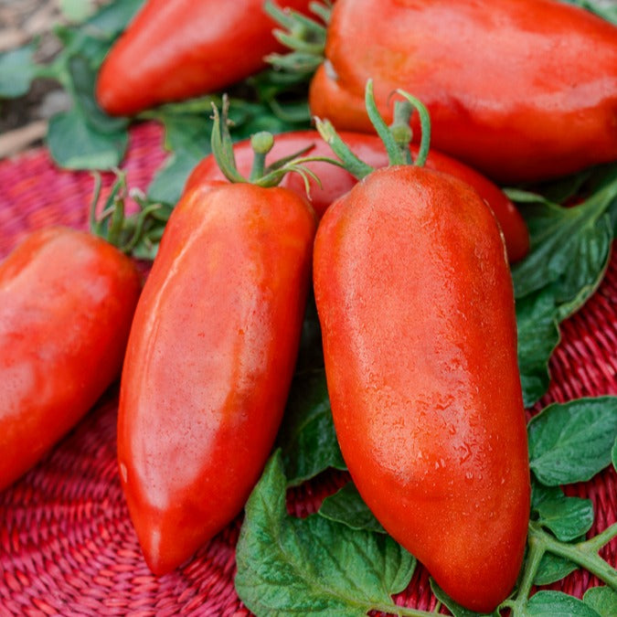 Bakker Tomate Des Andes graine sachet 30 graines chair dense