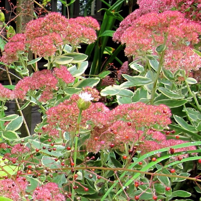 Passion Vivaces SEDUM Autumn Charm plante vivace pot 1 litre panaché