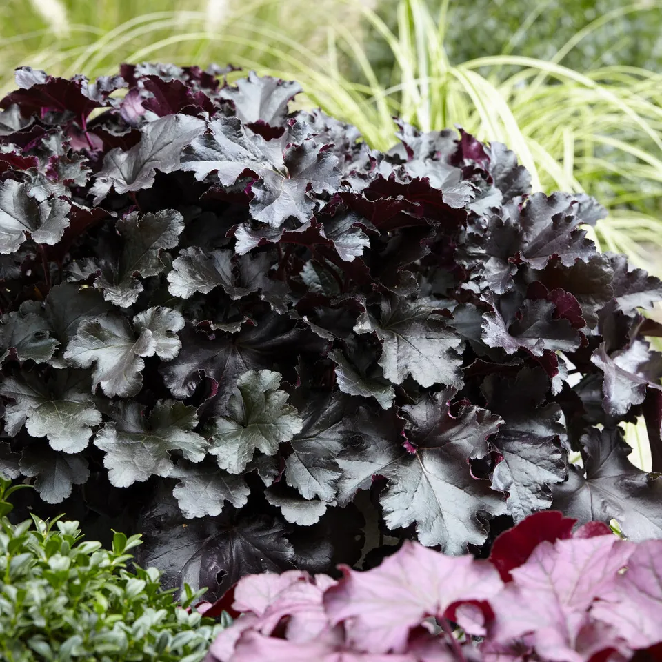 Bakker Heuchère Black Pearl vivace pot 9cm feuillage noir
