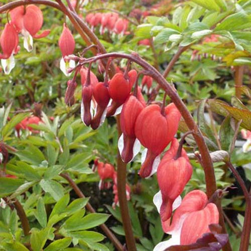 Bakker Plantes vivaces Cœur de Marie Valentine plante pot 9cm rouge