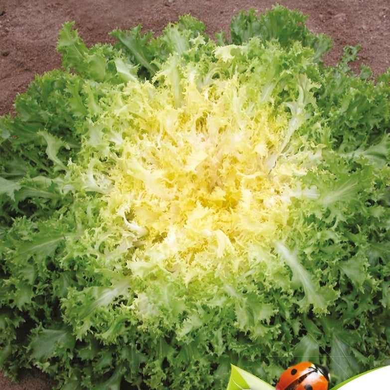 Bakker Myrna Bio chicorée frisée très fin graines 0,5g