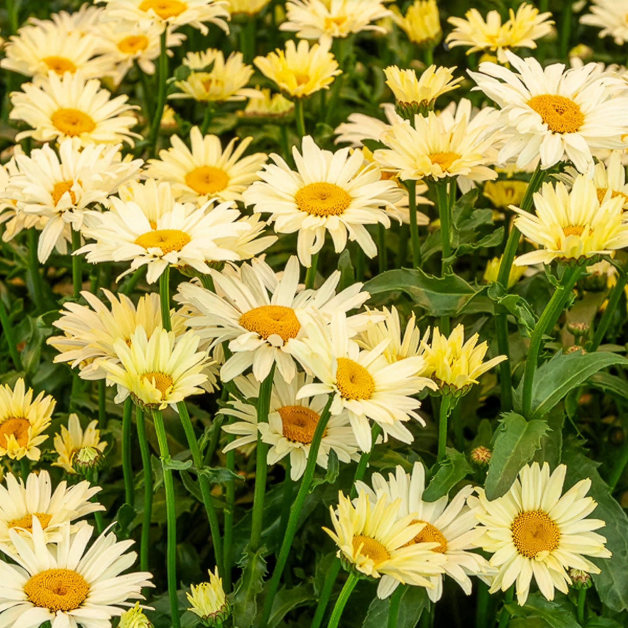 Bakker Marguerites colorées collection plante vivace 6 pots Ø 9cm