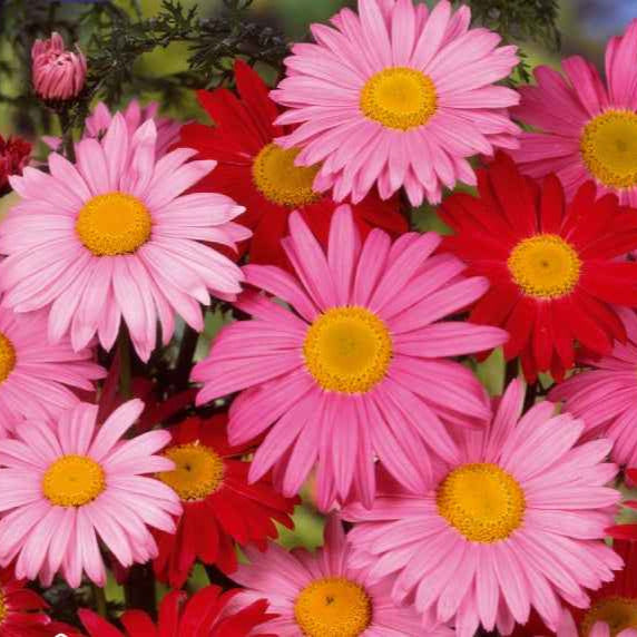 Bakker Pyrèthre Robinson's Giants chrysanthème graines 0,3g mélange