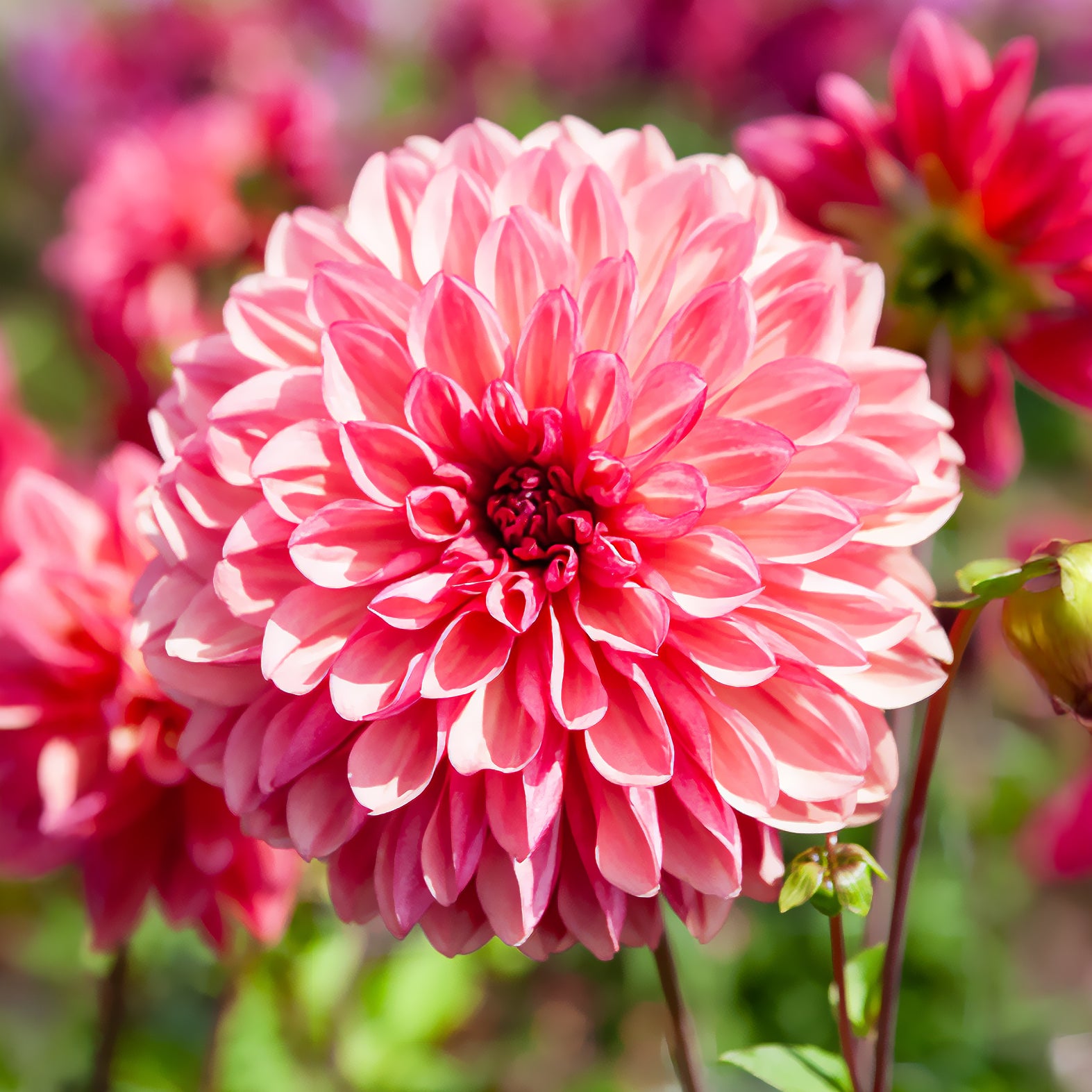 Bakker Dahlia Bacardi décoratif rose sachet 3 bulbes