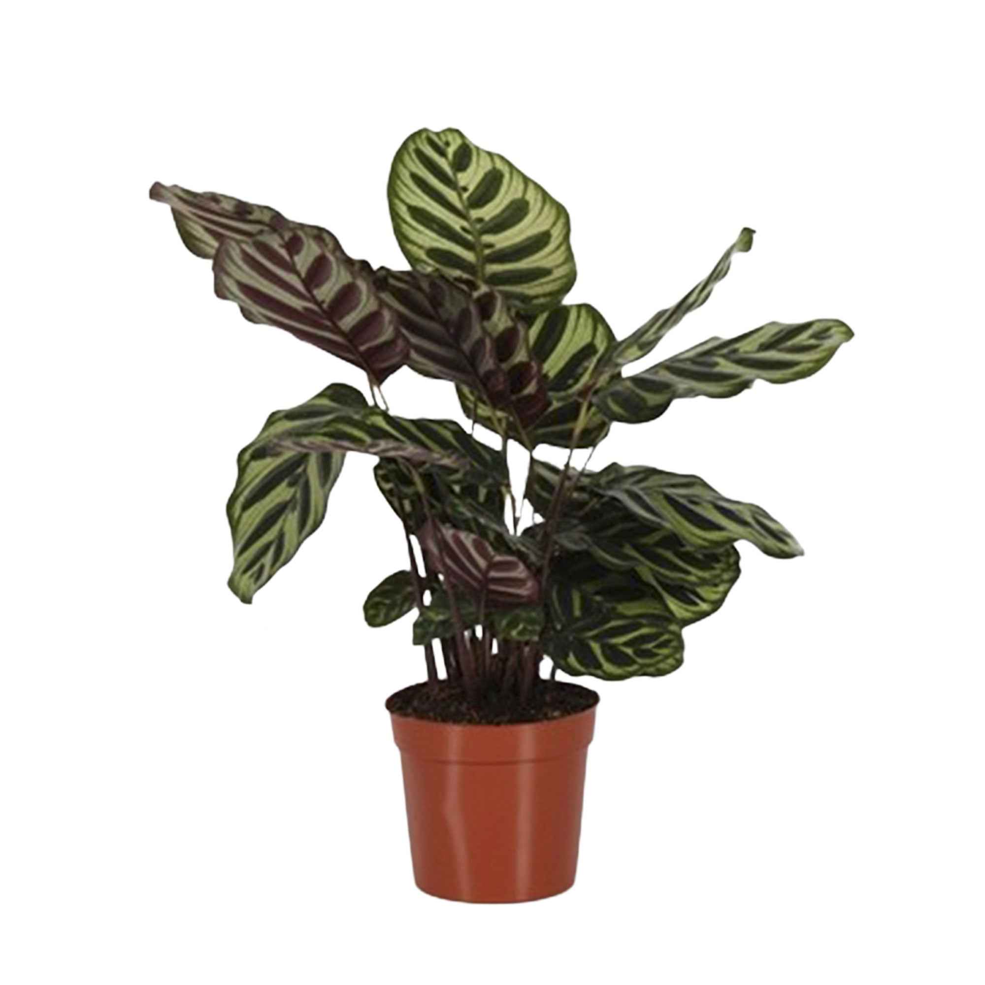 Bakker Calathea makoyana plante d'intérieur pot Ø14cm 40-60cm paon