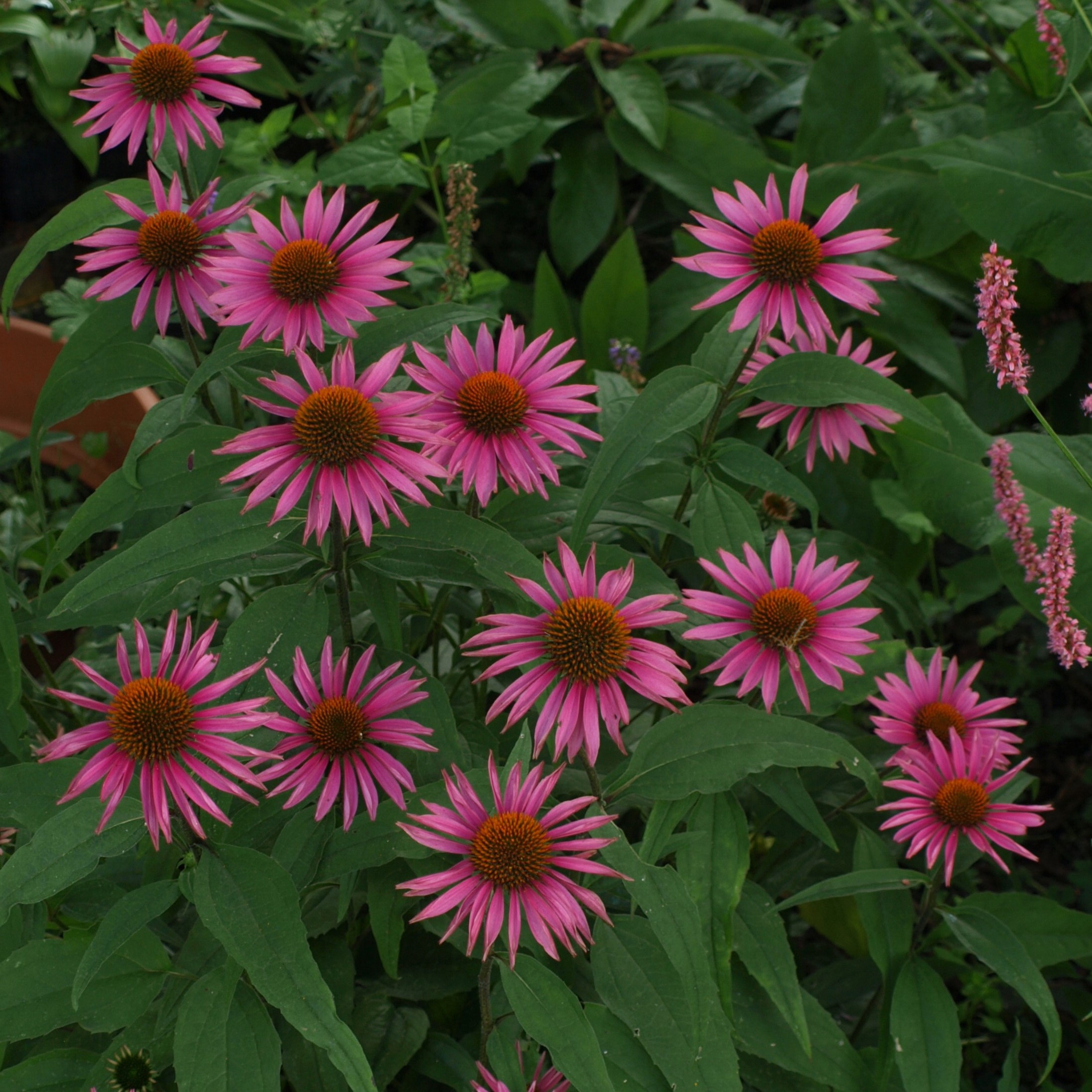 Passion Vivaces ECHINACEA purpurea Pica Bella vivace godet