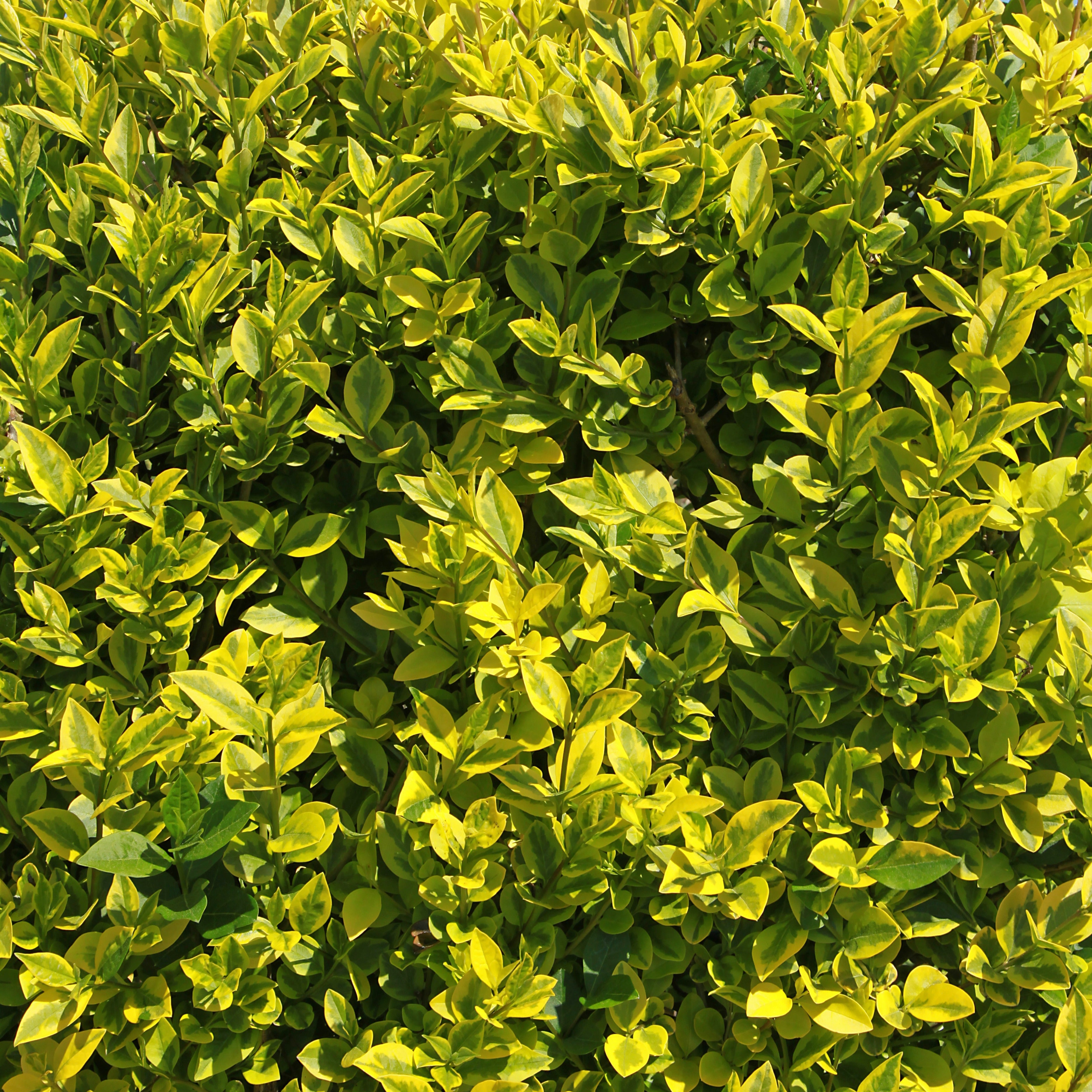 Bakker Troène Californie doré arbuste pot 1,5L 30cm