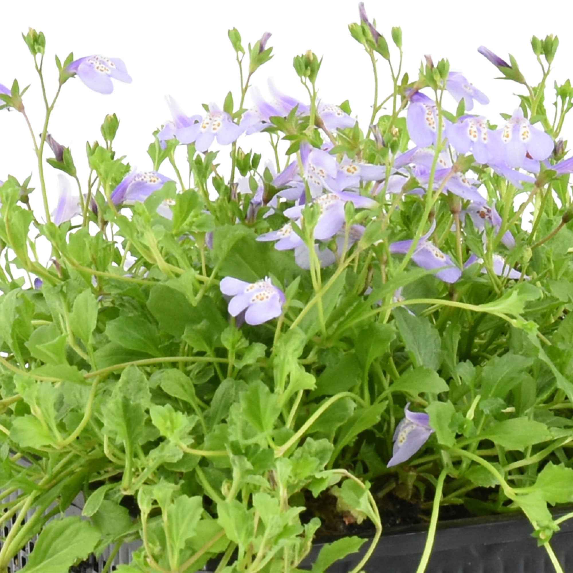 Bakker Mazus reptans Blue plante de bassin pot Ø 9cm fleurs bleues