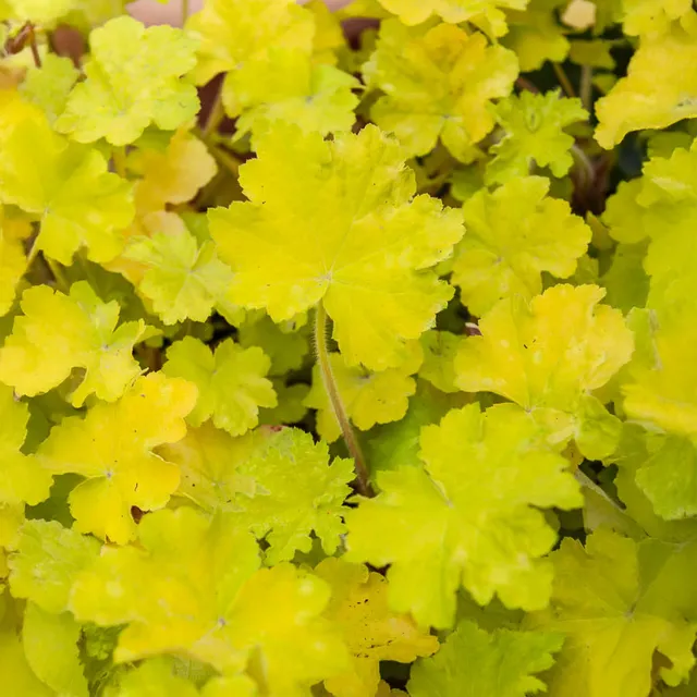 Bakker Heuchère Citronelle vivace jaune pot 8cm