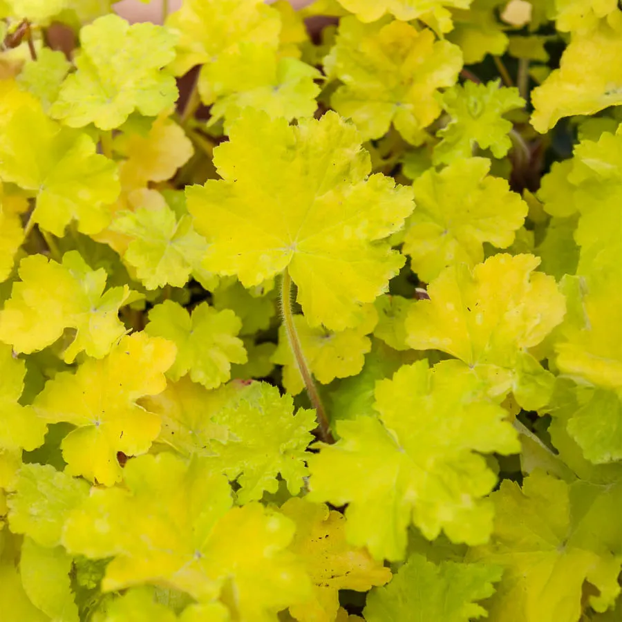 Bakker Heuchère Citronelle vivace jaune pot 8cm