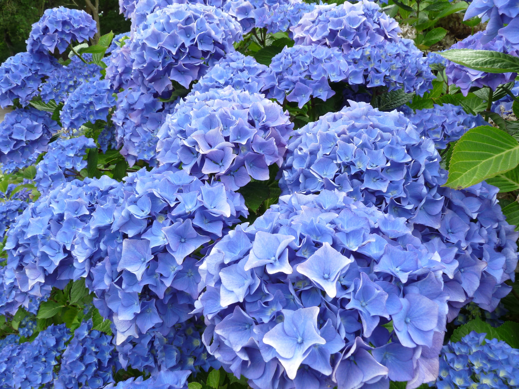 Les Hortensias du Haut Bois Blau Haller hortensia macrophylla boule