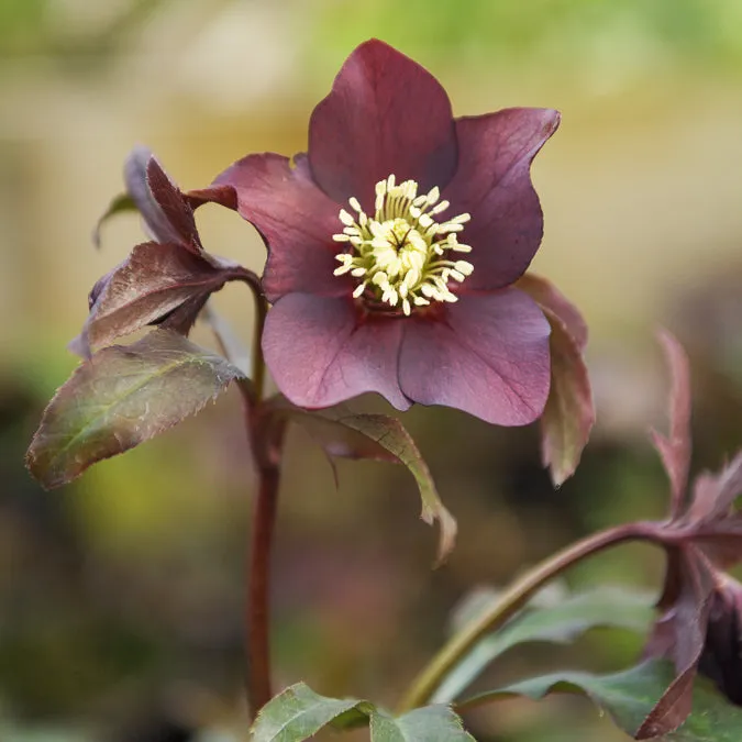 Bakker Hellébore d'Orient Black pot 9cm fleur hiver mi-ombre