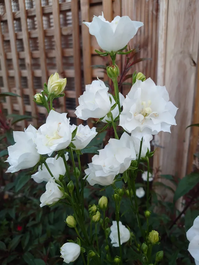 Passion Vivaces Campanula persicifolia Bonne Amie plante pot blanc
