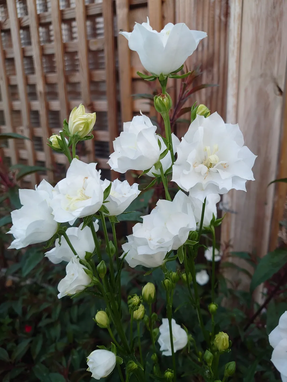 Passion Vivaces Campanula persicifolia Bonne Amie plante pot blanc