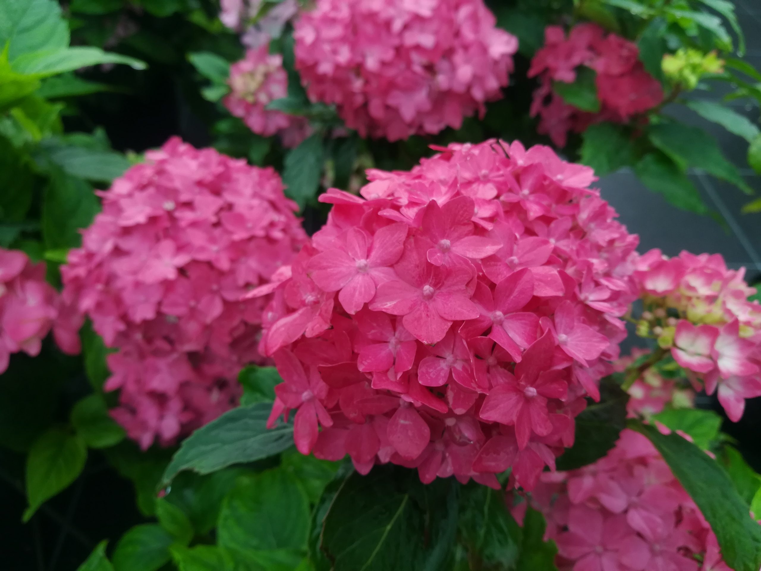 Les Hortensias du Haut Bois Hornli hortensia fleurs rondes godet