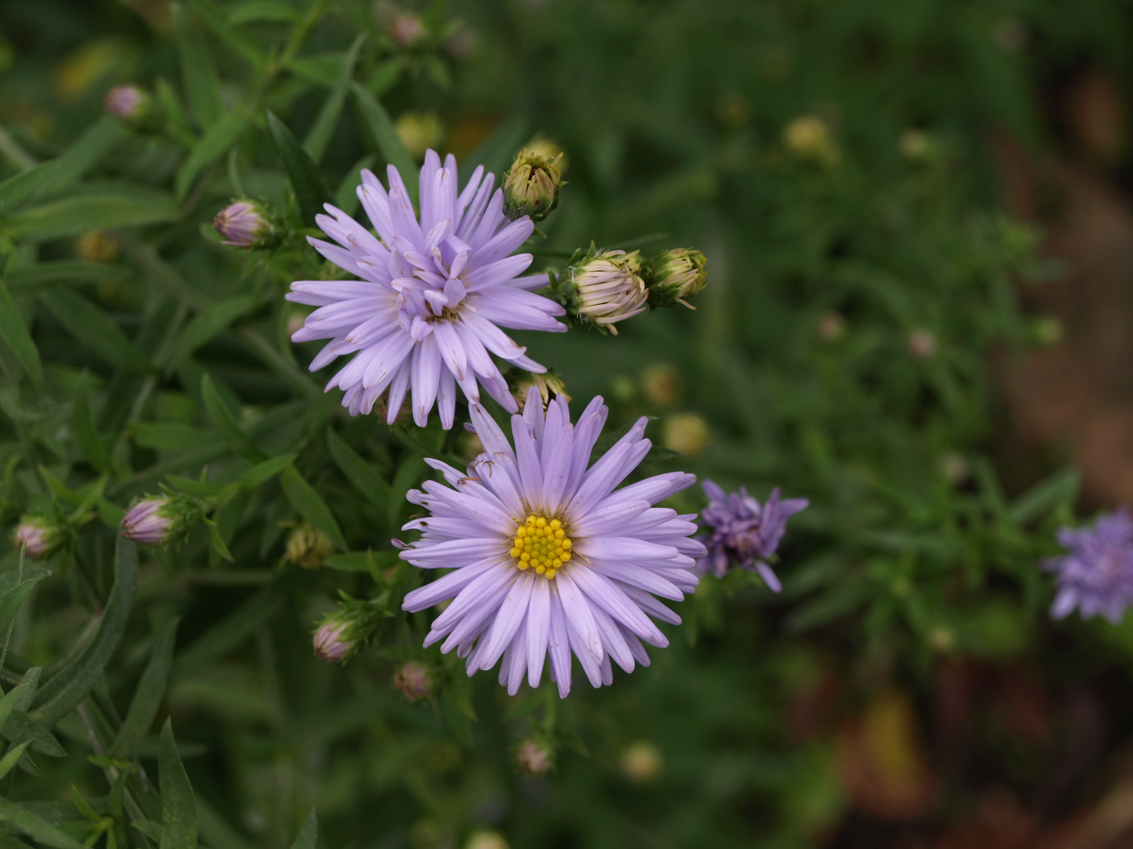 Passion Vivaces Aster Sophia plante vivace godet mauve tendre