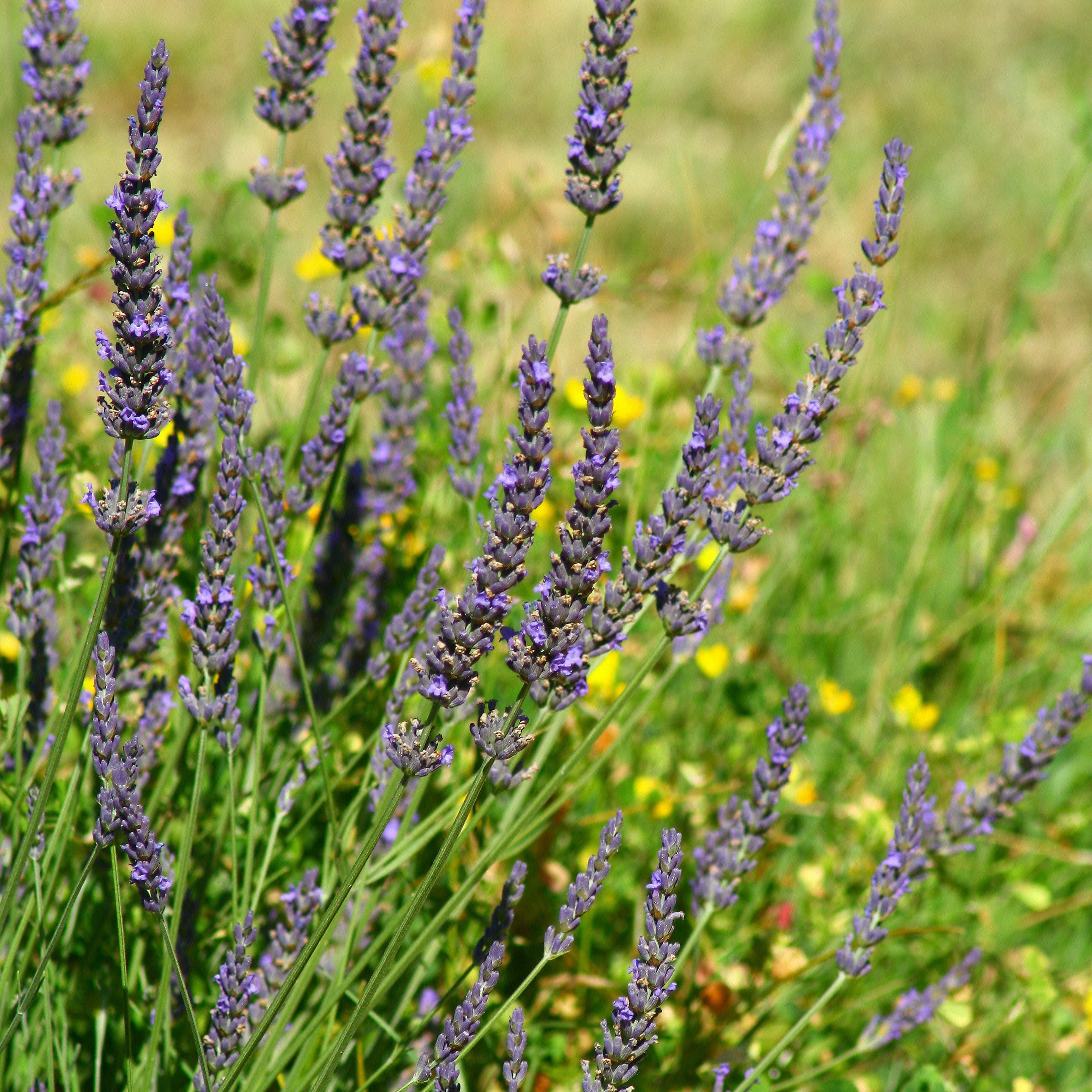 Bakker Lavande de Grasse Grosso lavande pot 8cm violet