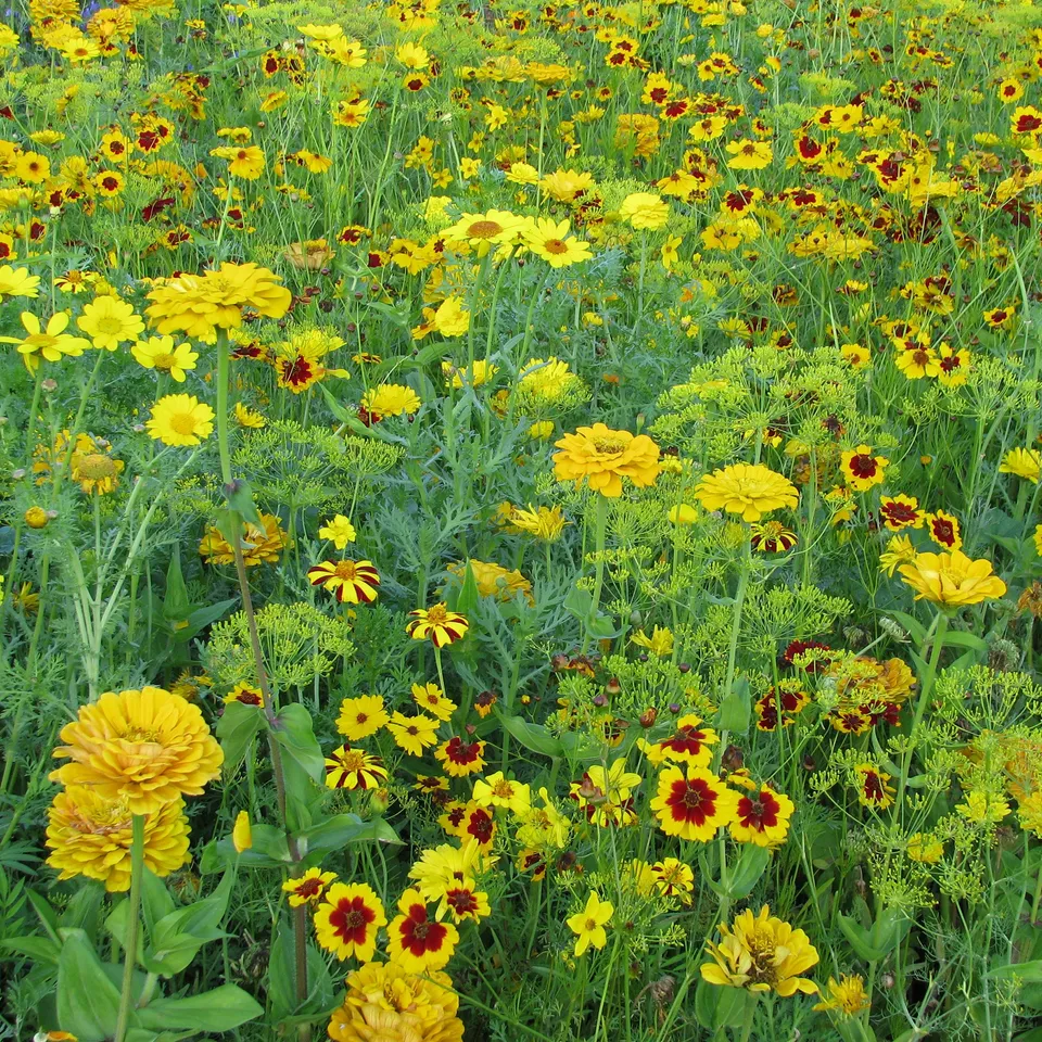 Bakker Mélange fleuri doré graines 20g pour 15m² jaune