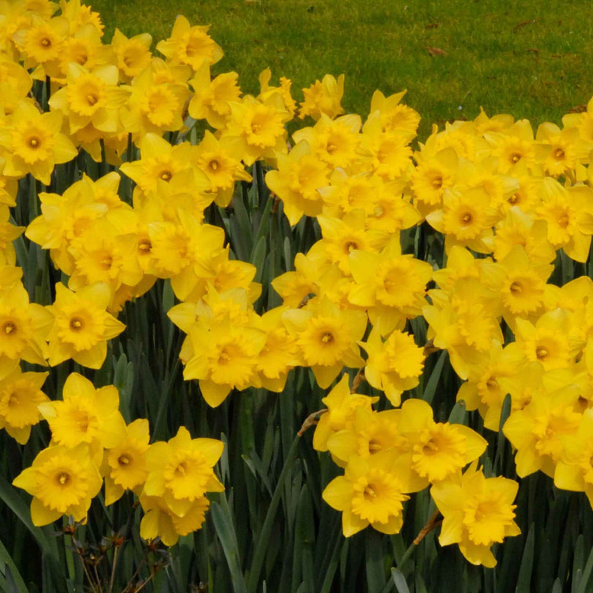 Bakker Bulbes à fleurs Dutch Master narcisse jaune sachet de 5