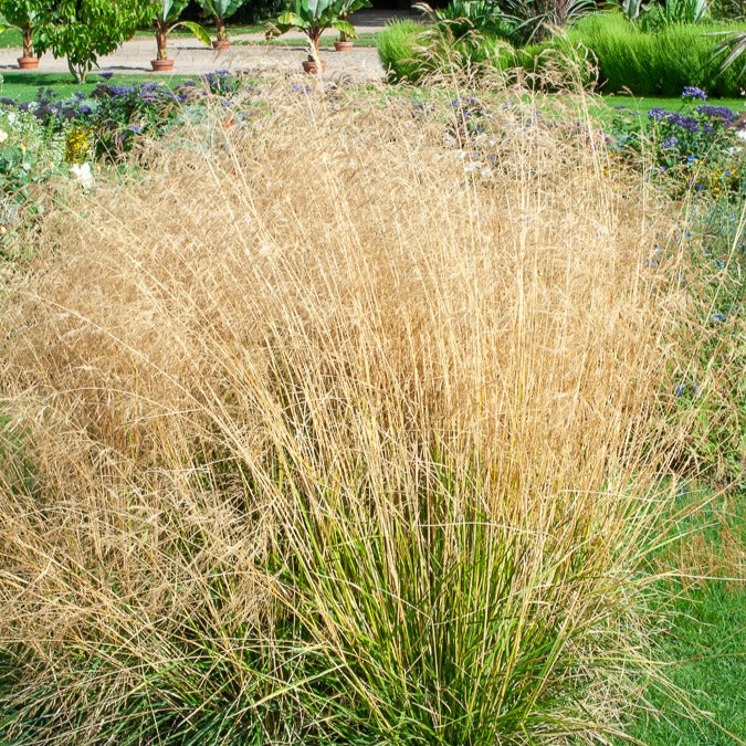 Bakker Canche Goldtau pot 9 cm graminée dorée soleil