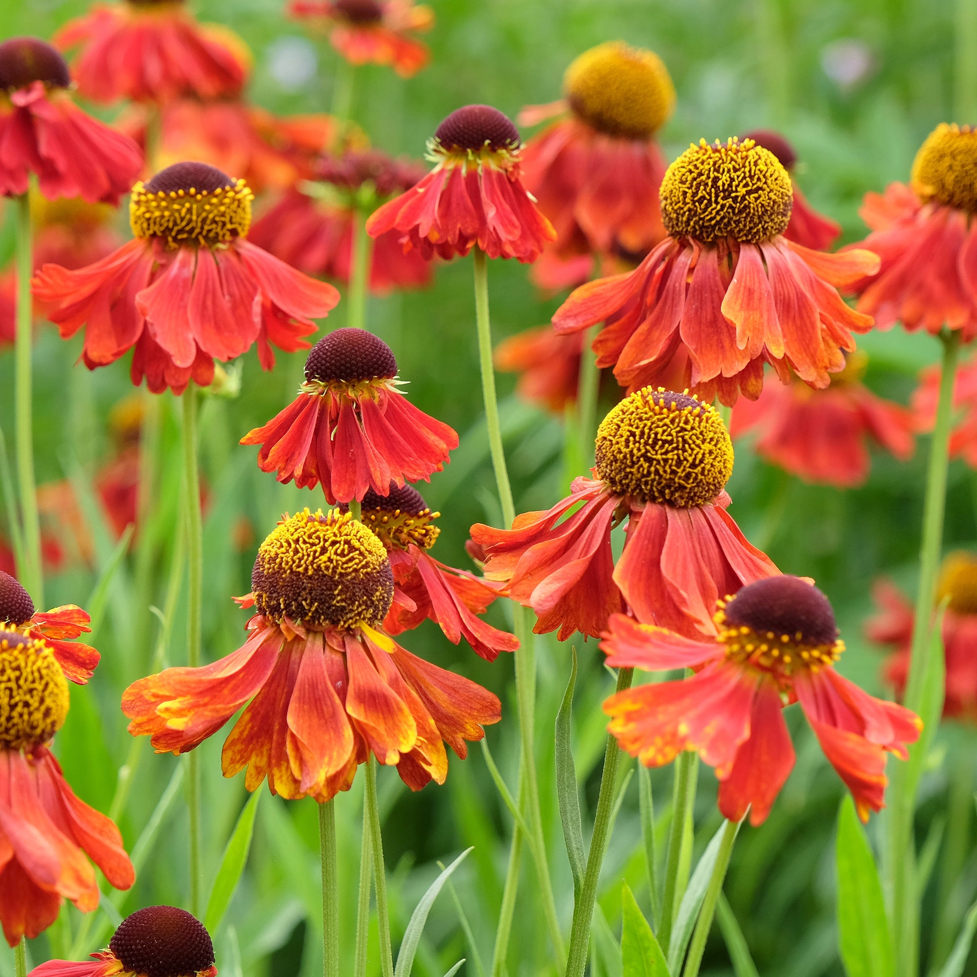 Bakker Moerheim Beauty hélénie vivace pot 9cm orange