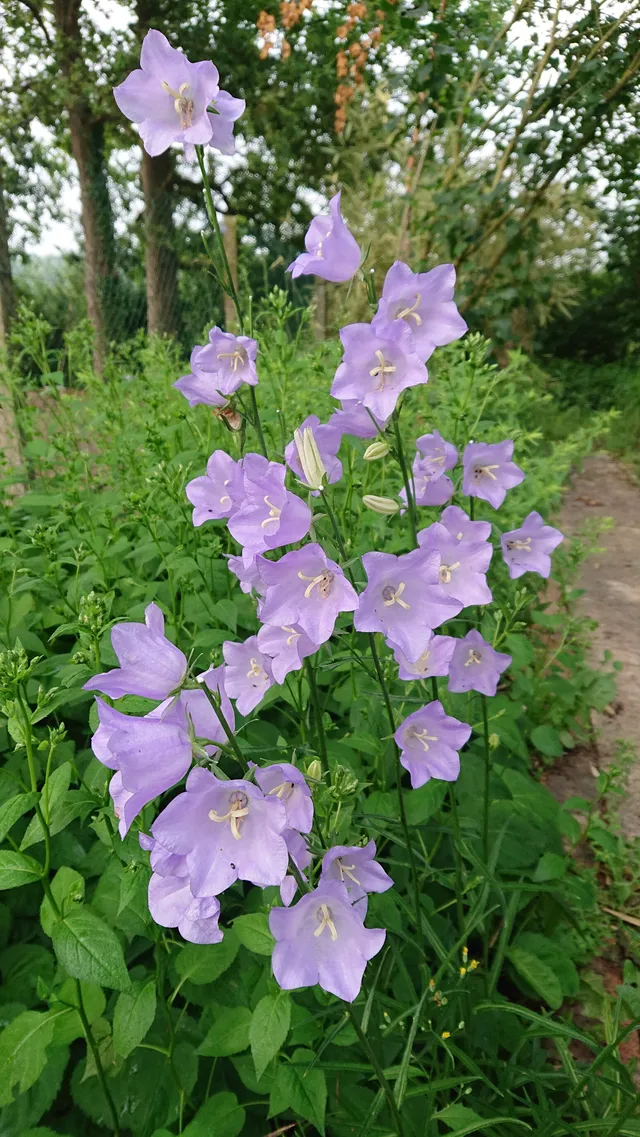 Passion Vivaces Campanula persicifolia Cornish Mist pot 1L bleu ciel