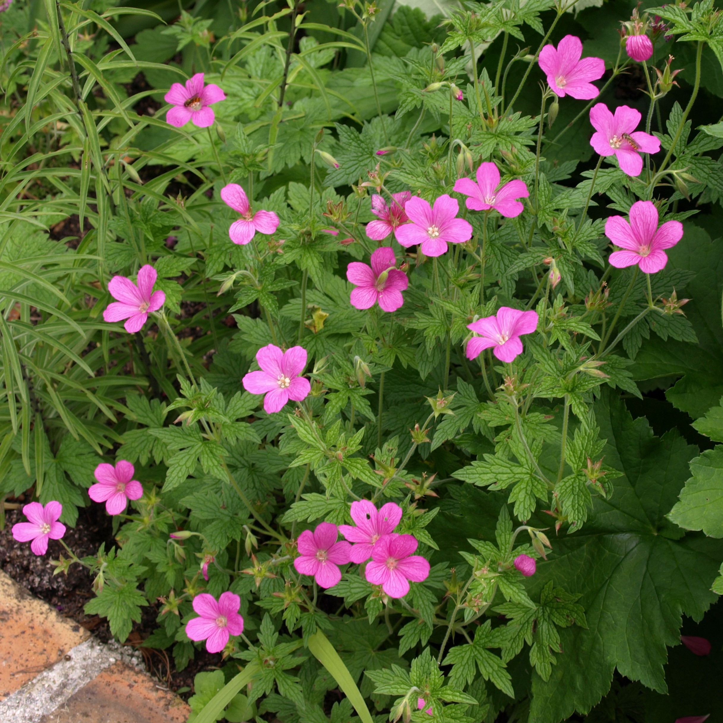 Passion Vivaces Geranium oxonianum Rosenlicht géranium rose godet
