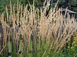 Calamagrostis Karl Foerster graminée godet érigée