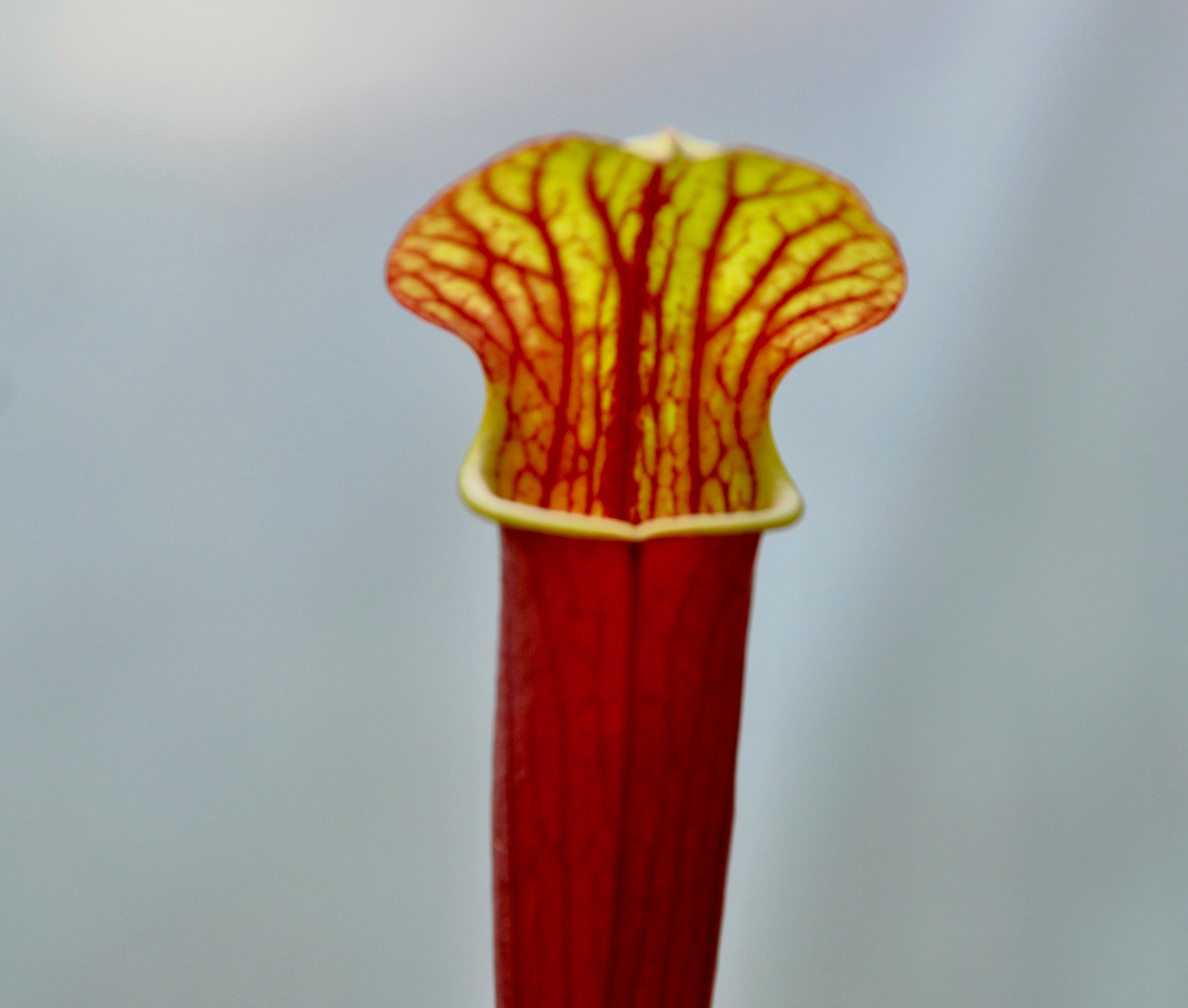 Carniflore Sarracenia alata x flava plante carnivore rouge