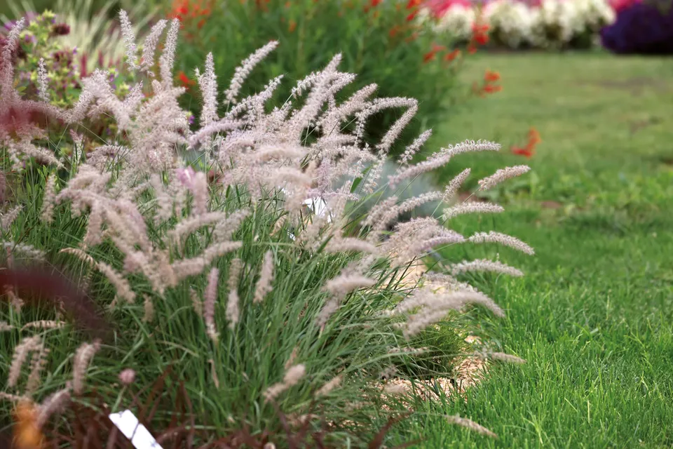 Pépinières Ripoche Pennisetum orientale Flamingo graminée rose