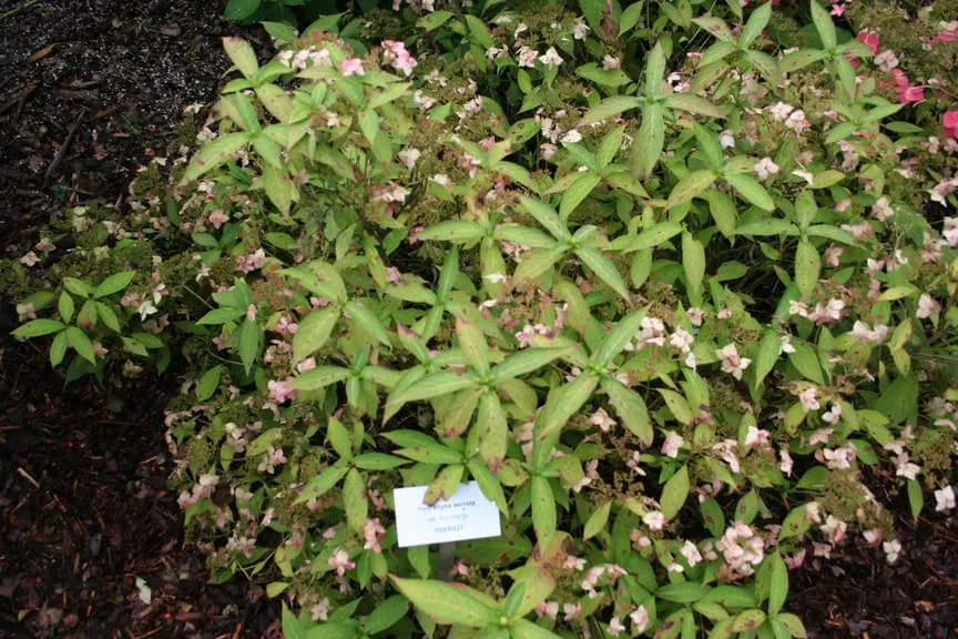 Les Hortensias du Haut Bois Thumbergii hortensia serrata godet
