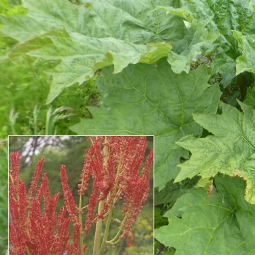 Bakker Rhubarbe palmée Rheum palmatum plante vivace pot Ø 9cm