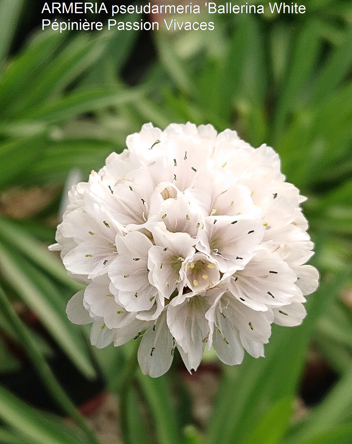 Passion Vivaces Armeria plante vivace godet coussin persistant