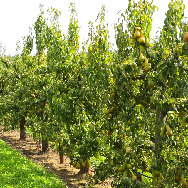 Bakker Fruitiers Abate Fetel poirier poire allongée pot 5L