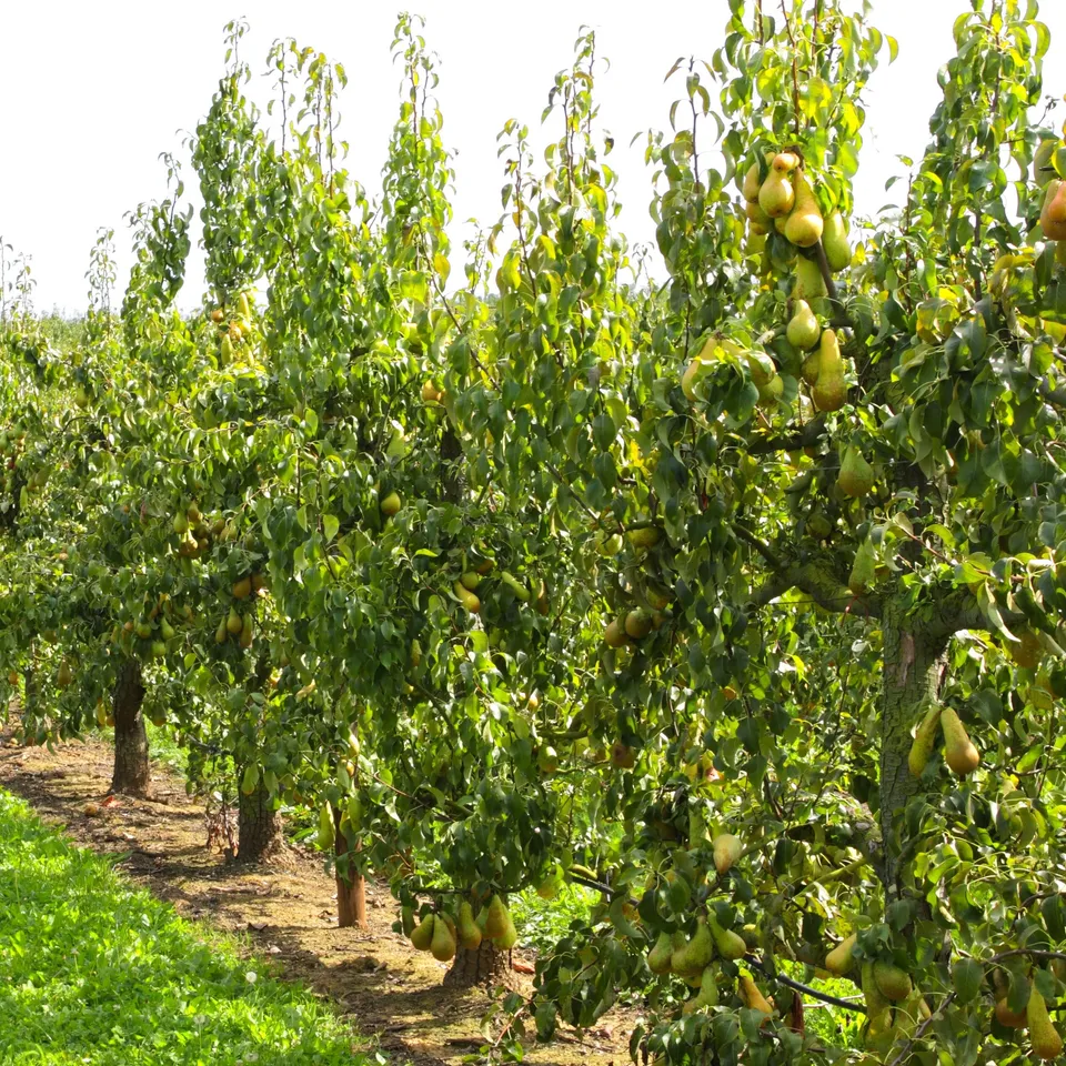 Bakker Fruitiers Abate Fetel poirier poire allongée pot 5L
