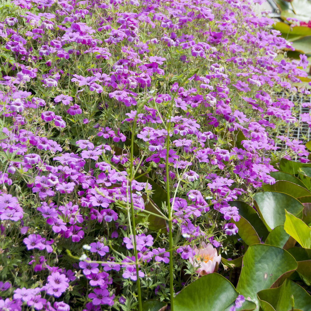 Bakker Géranium Czakor vivace pot 9cm fleurs violettes