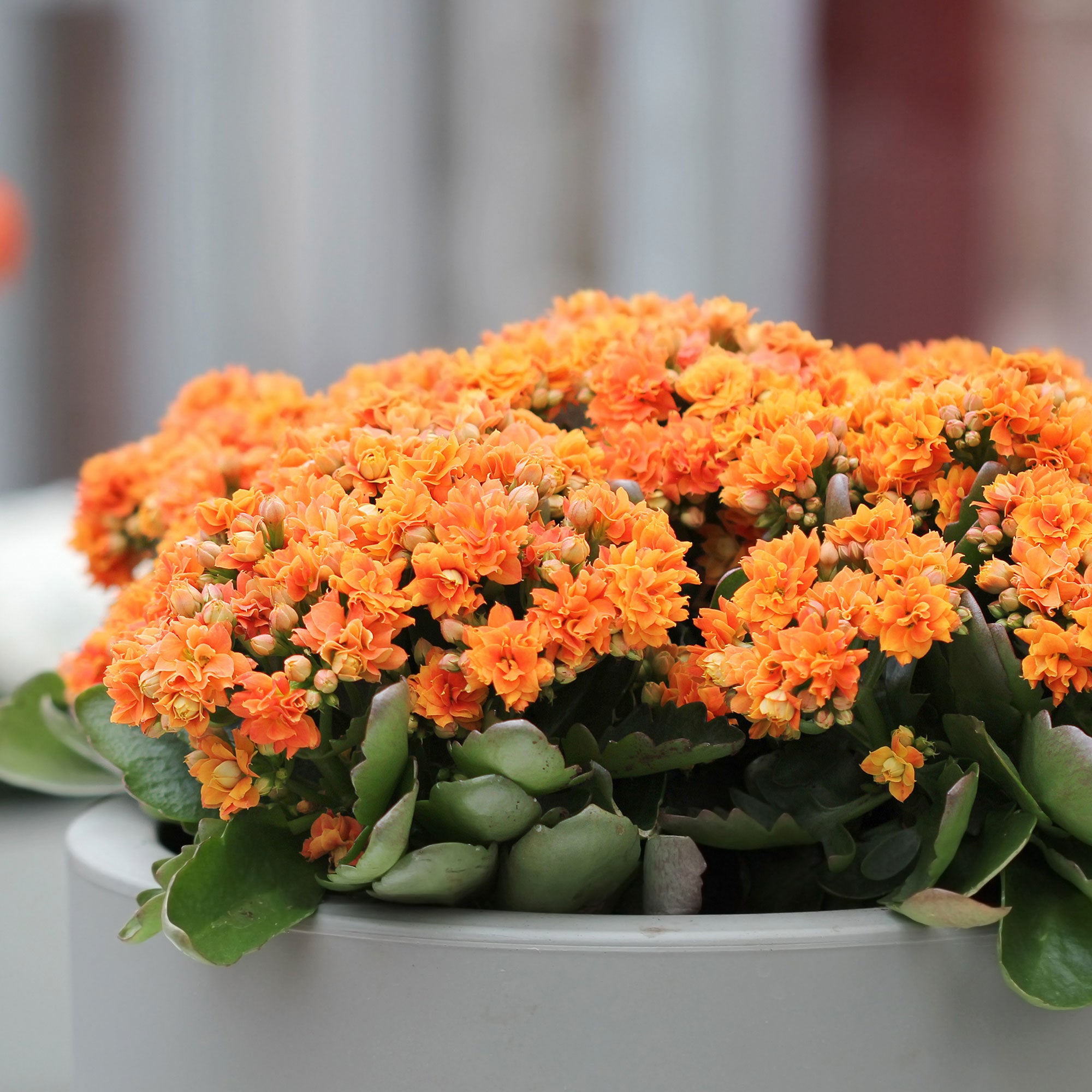 Bakker Kalanchoe orange succulente pot 9cm fleur hiver
