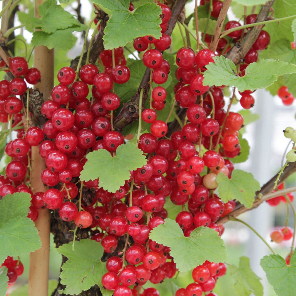 Bakker Collection 9 Fruitiers fruits rouges racines nues soleil