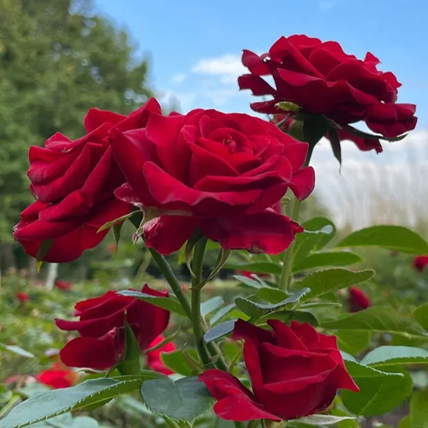 Bakker Rosier buisson Barkarole rouge parfumé racine nue