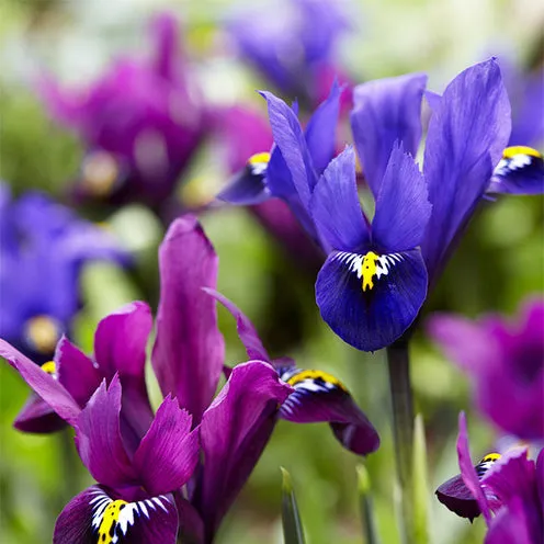 Bakker Bulbes Iris Fraternal Twins mélange 25 bulbes