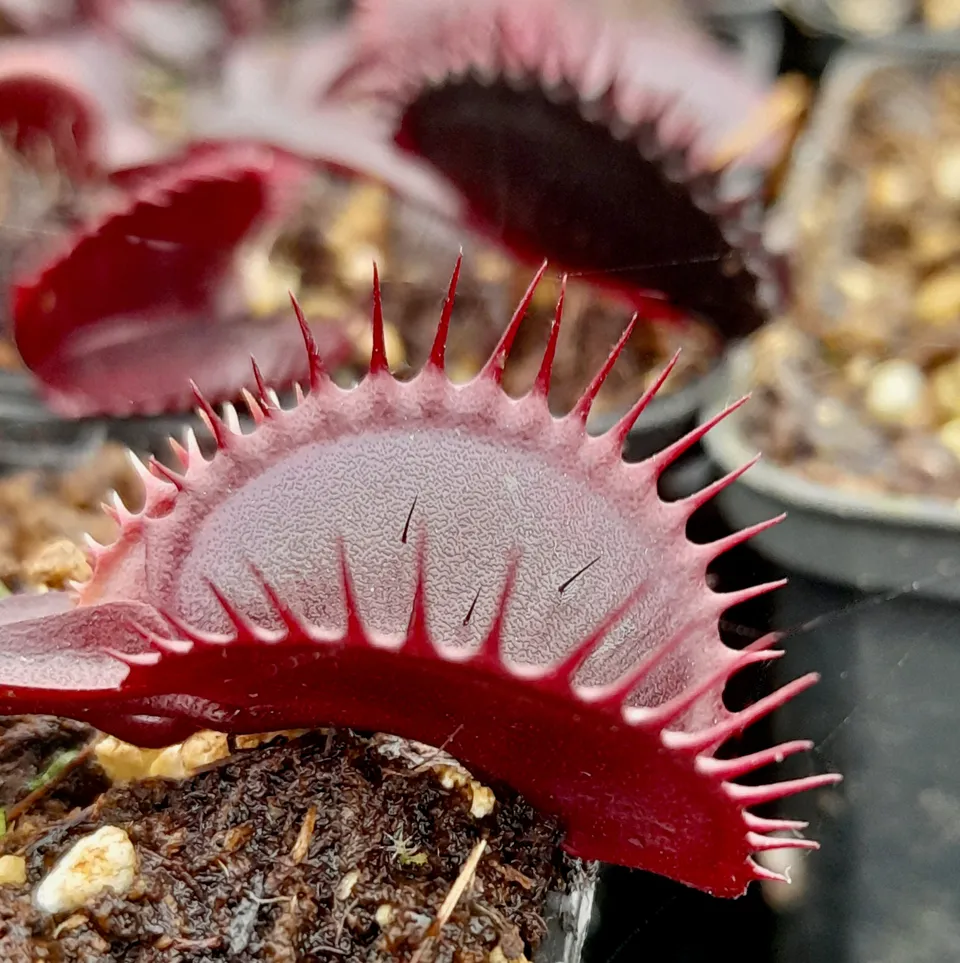Carniflore Dionée red shark teeth plante carnivore rouge adulte