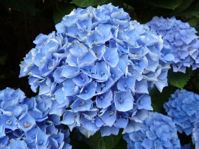 Les Hortensias du Haut Bois Xian hortensia boule fleurs rondes