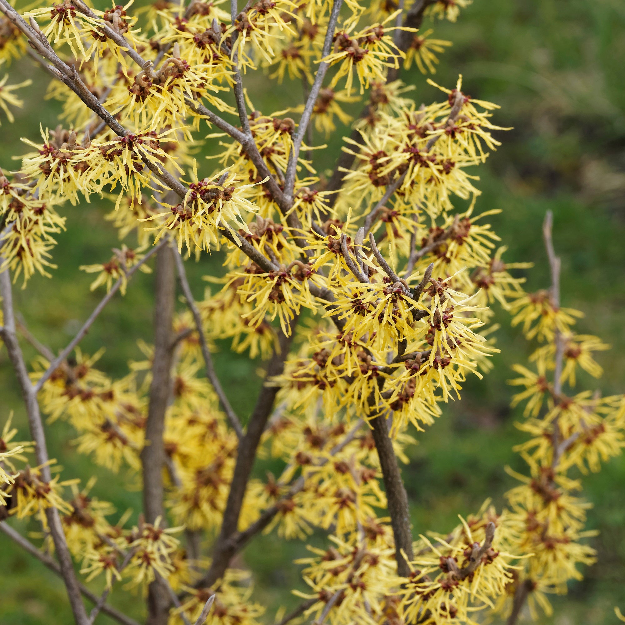 Bakker Hamamélis de Chine arbuste jaune pot 2L 30-50cm hiver