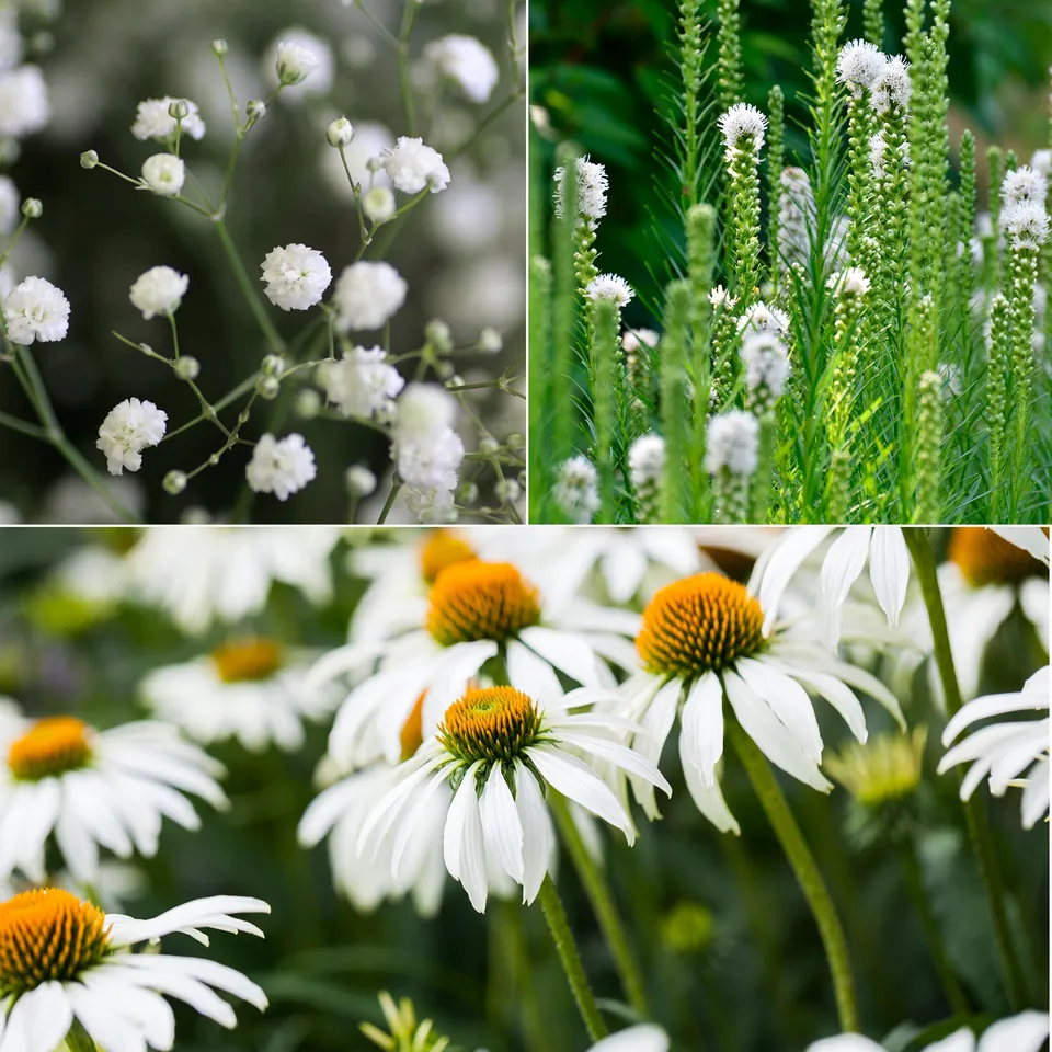 Bakker Plantes vivaces Vivaces fleurs blanches plante lot 3 pots