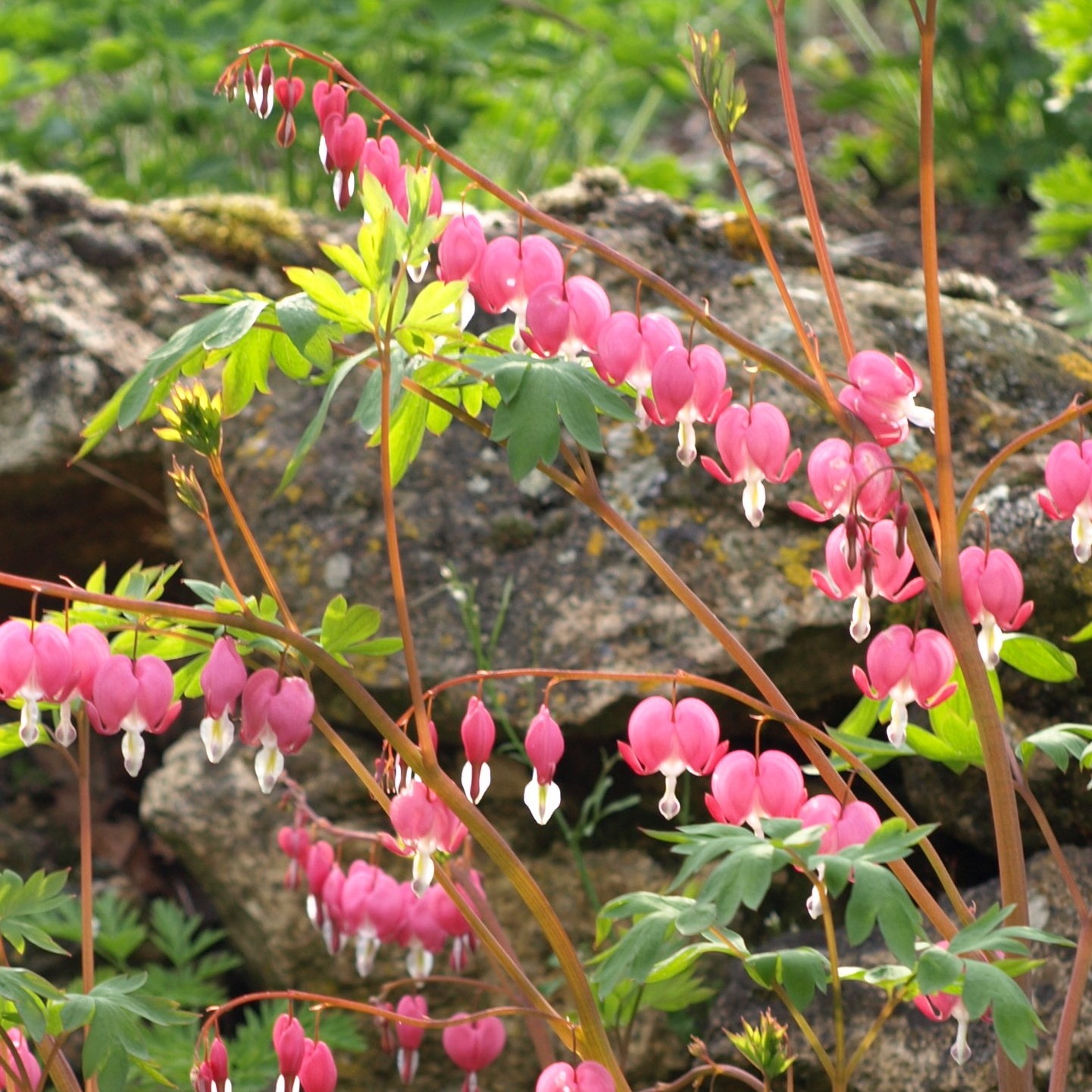 Passion Vivaces Dicentra spectabilis Cœur de Marie pot 1L rose